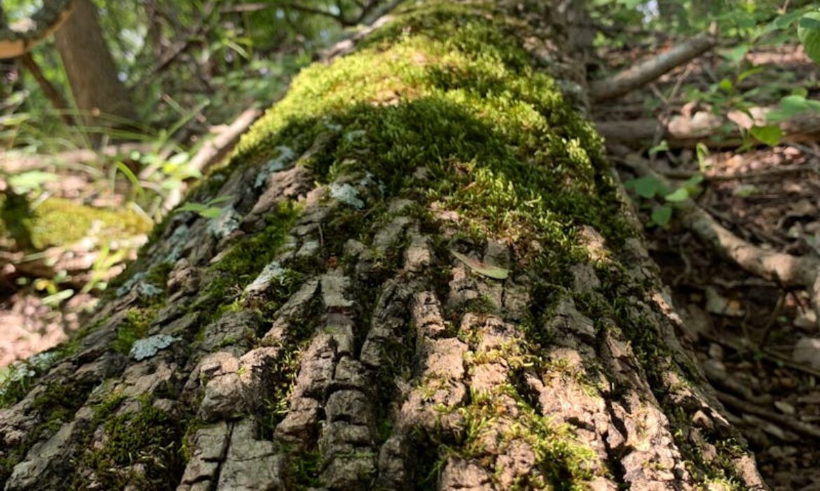 社交媒體營銷 2026｜香港數碼營銷攻略